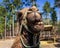 A dromedary camel smiles for the camera at a wildlife rescue zoo.