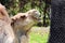 Dromedary camel smiling