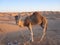 Dromedary camel standing ob desert sand at sunset with blue sky