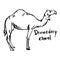 dromedary camel standing on the sand - vector illustration sketch hand drawn with black lines, isolated on white background