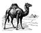Dromedary Camel vintage illustration