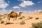 Dromedary camel walking in the desert, Wadi Draa, Tan- Tan, Moro