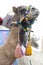 Dromedary camel wearing a colourful bridle