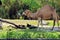 Dromedary camel in zoo