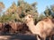 Dromedary Camels