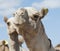 Dromedary camels at an African market