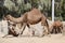 Dromedary camels and antelopes