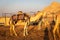 Dromedary camels Camelus dromedarius farm in the rocky Hajar mountains in Sharjah, United Arab Emirates