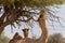 Dromedary camels Camelus dromedarius standing and reaching trees in the United Arab Emirates desert sand