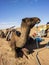 Dromedary camels loaded for a trek into the Moroccan Sahara