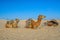 Dromedary Camels lying on the sand in sahara desert, Tunisia, Africa