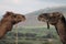 The dromedary camels of Morroco