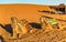 Dromedary camels resting at Erg Chebbi dunes of Sahara desert. Merzouga, Morocco