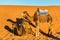 Dromedary camels resting at Erg Chebbi dunes of Sahara desert. Merzouga, Morocco