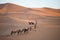 Dromedary camels strolling through the dunes of the Sahara desert during sunrise