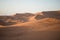 Dromedary camels strolling through the dunes of the Sahara desert during sunset