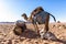 Dromedary camels in Wadi Rum desert, Jordan