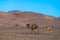 The dromedary camels walking in the Sahara Desert in the Anti-Atlas Mountains in Morocco