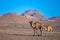 The dromedary camels walking in the Sahara Desert in the Anti-Atlas Mountains in Morocco