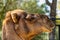 Dromedary, Camelus dromedarius in Jerez de la Frontera, Andalusia, Spain