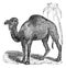 Dromedary or  Camelus dromedarius vintage engraving