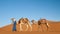 Dromedary caravan with nomad in the Sahara Desert Morocco