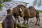 Dromedary chewing on some hay, animal from the African desert