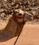 Dromedary Close-Up Wadi Rum