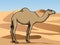 Dromedary in the desert