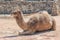 Dromedary, dromedary camel, Arabian camel or one-humped camel