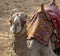 Dromedary from the Eastern Desert.