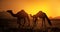 Dromedary family grazing at sunset - silhouette