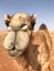 Dromedary looking into camera, closeup vertical portrait.