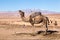 Dromedary in Morocco