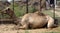 Dromedary or One-humped Camel (Camelus Dromedarius) resting by the fence : (pix Sanjiv Shukla)