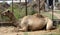 Dromedary or One-humped Camel (Camelus Dromedarius) resting by the fence : (pix Sanjiv Shukla)