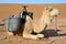 Dromedary in Sahara