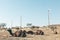 Dromedary in the thar desert, with wind turbines