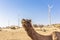 Dromedary in the thar desert, with wind turbines