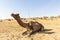 Dromedary in the thar desert, with wind turbines