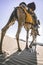 Dromedary with tourist in the thar desert