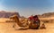 Dromedary Wadi Rum