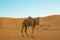 Dromedary walking through desert dunes wahiba sands at sunset Oman