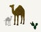 Dromedary with white baby