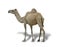 Dromedary on a white background