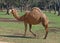 Dromidary Camel Walking