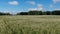 Drone above blossoming buckwheat field in summer, aerial