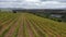 Drone above view of scenic rows of vineyard on a hillside at Stellenbosch