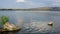 A drone above the water passes tree trunks sticking out of the water