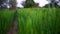 Drone aerial shot of Triticum field crop. Green standing crop closeup footage with top view in countryside Indian field